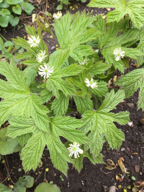  Goldenseal, Hydrastis canadensis, that I have cultivated in my garden