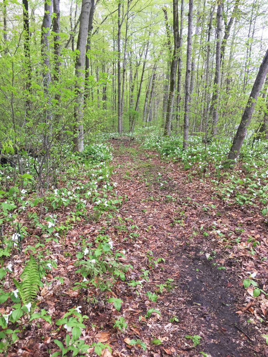 forest in spring.jpg