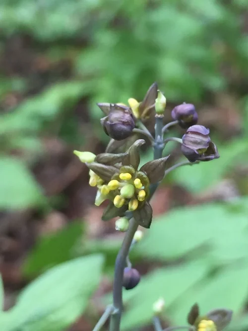  Blue Cohosh, Caulophyllum thalictroides