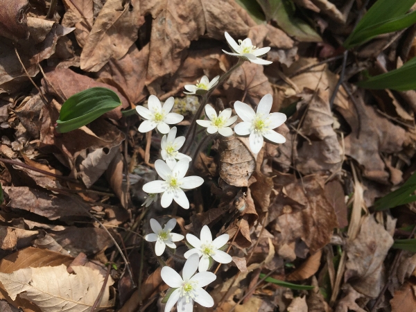  Hepatica, Hepatica americana