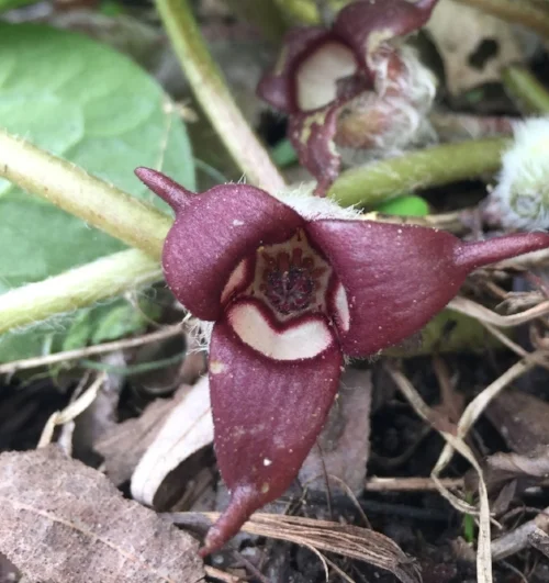  Wild Ginger, Asarum canadense