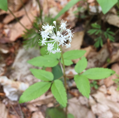  Dwarf Ginseng, Panax trifolius