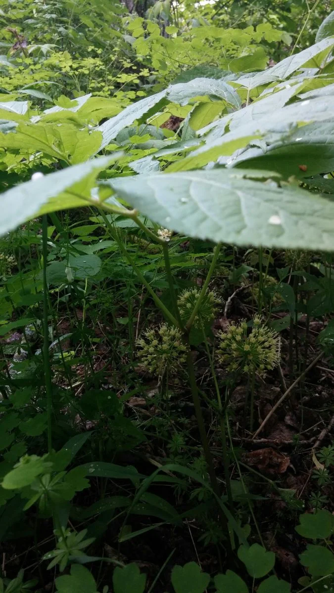Aralia nudicaulis