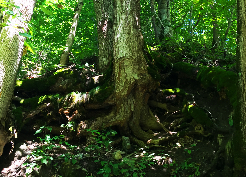 tree roots shed brook.jpg