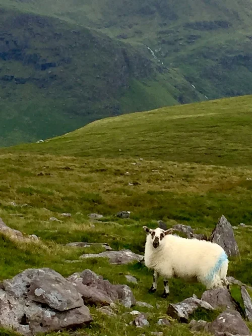 sheep.jpg