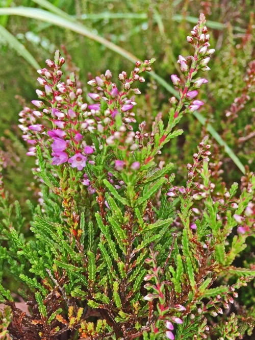 bog flower.jpg
