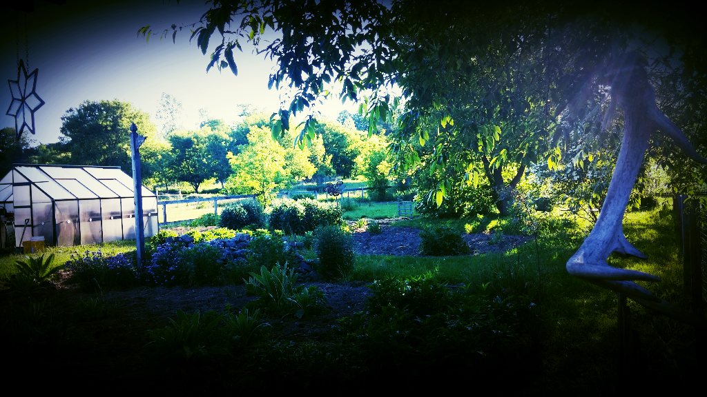 my garden.png