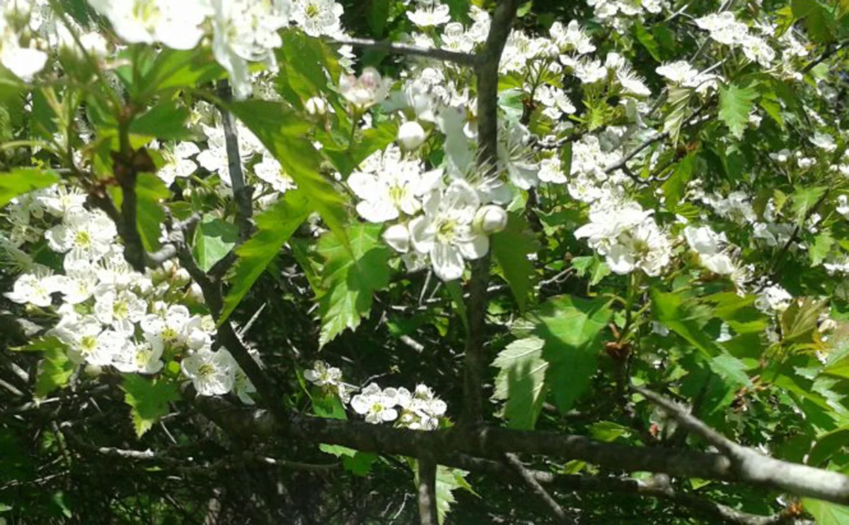 hawthorne in flower.jpg