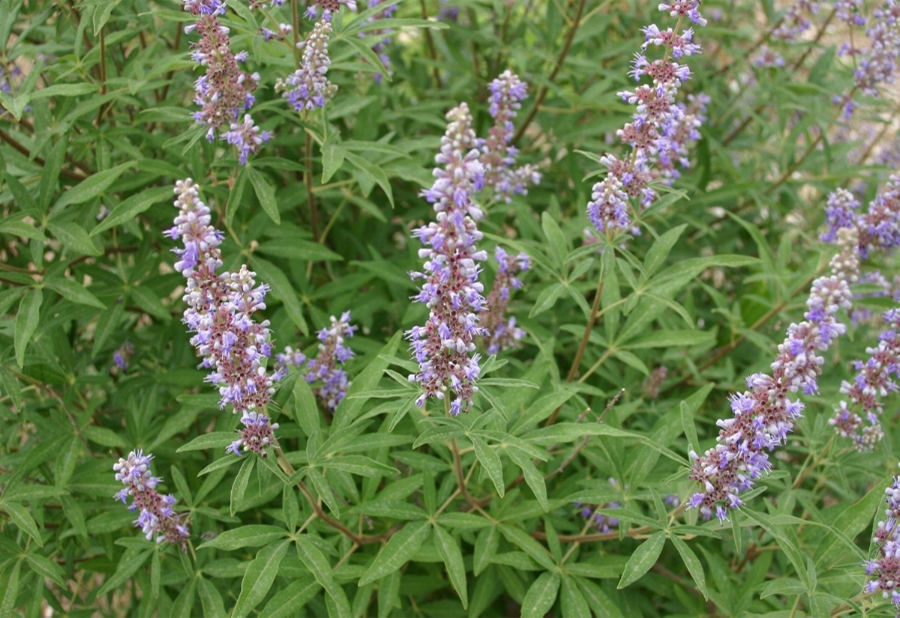 Vitex for fertility