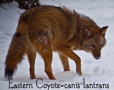 800px-Coyote-face-snow_-_Virginia_-_ForestWander.jpg