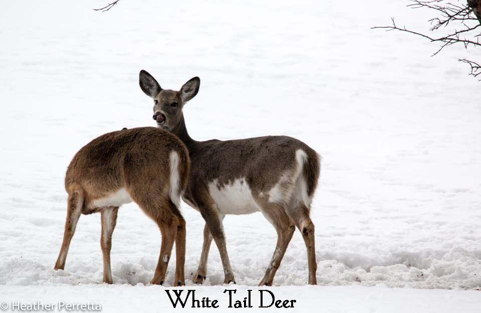 white tail by heather.jpg
