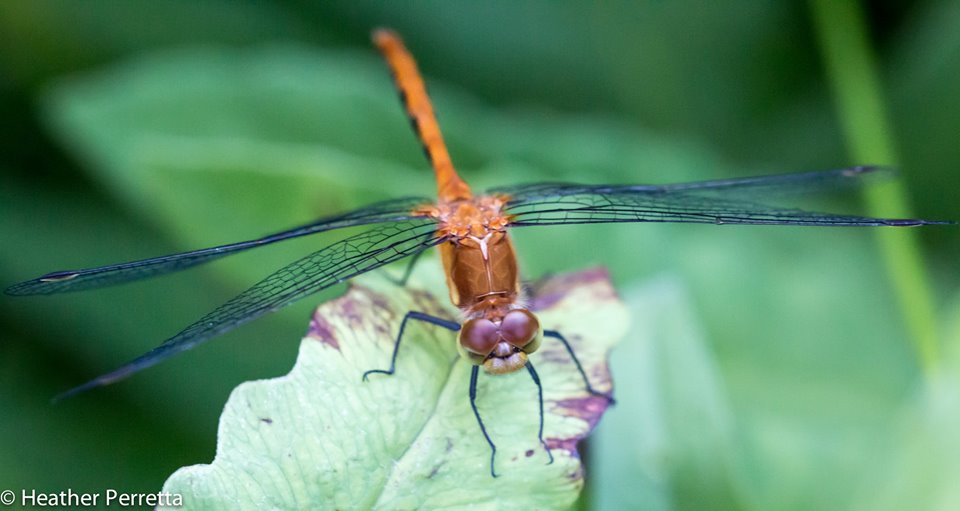 dragon fly by heather.jpg