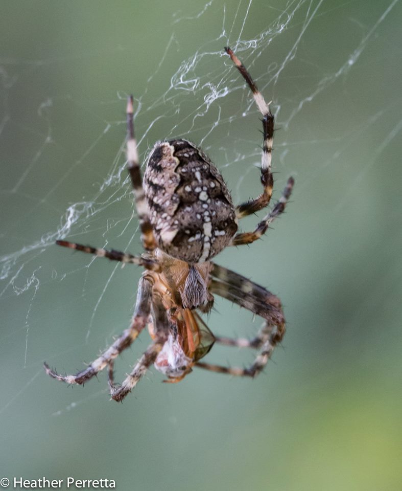 cross orb weaver.jpg