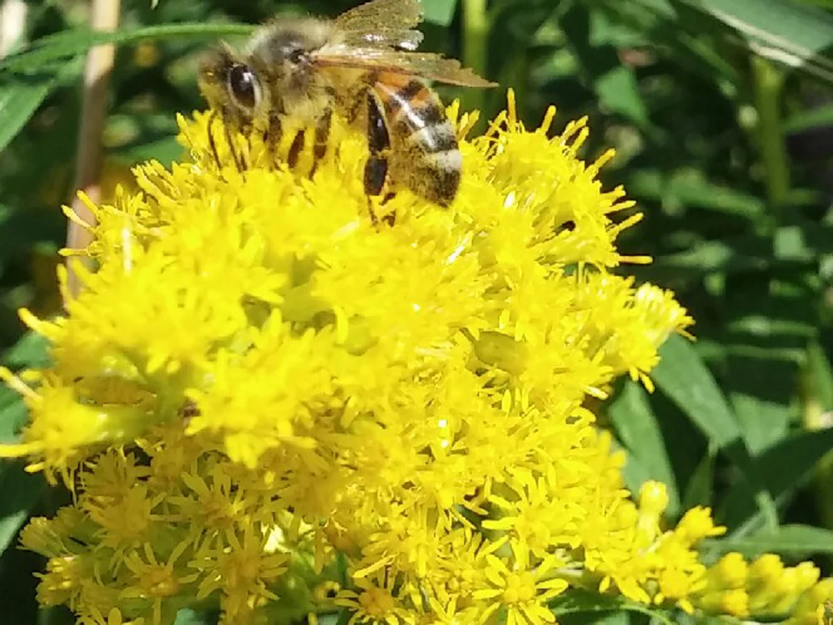 bee(1).jpg