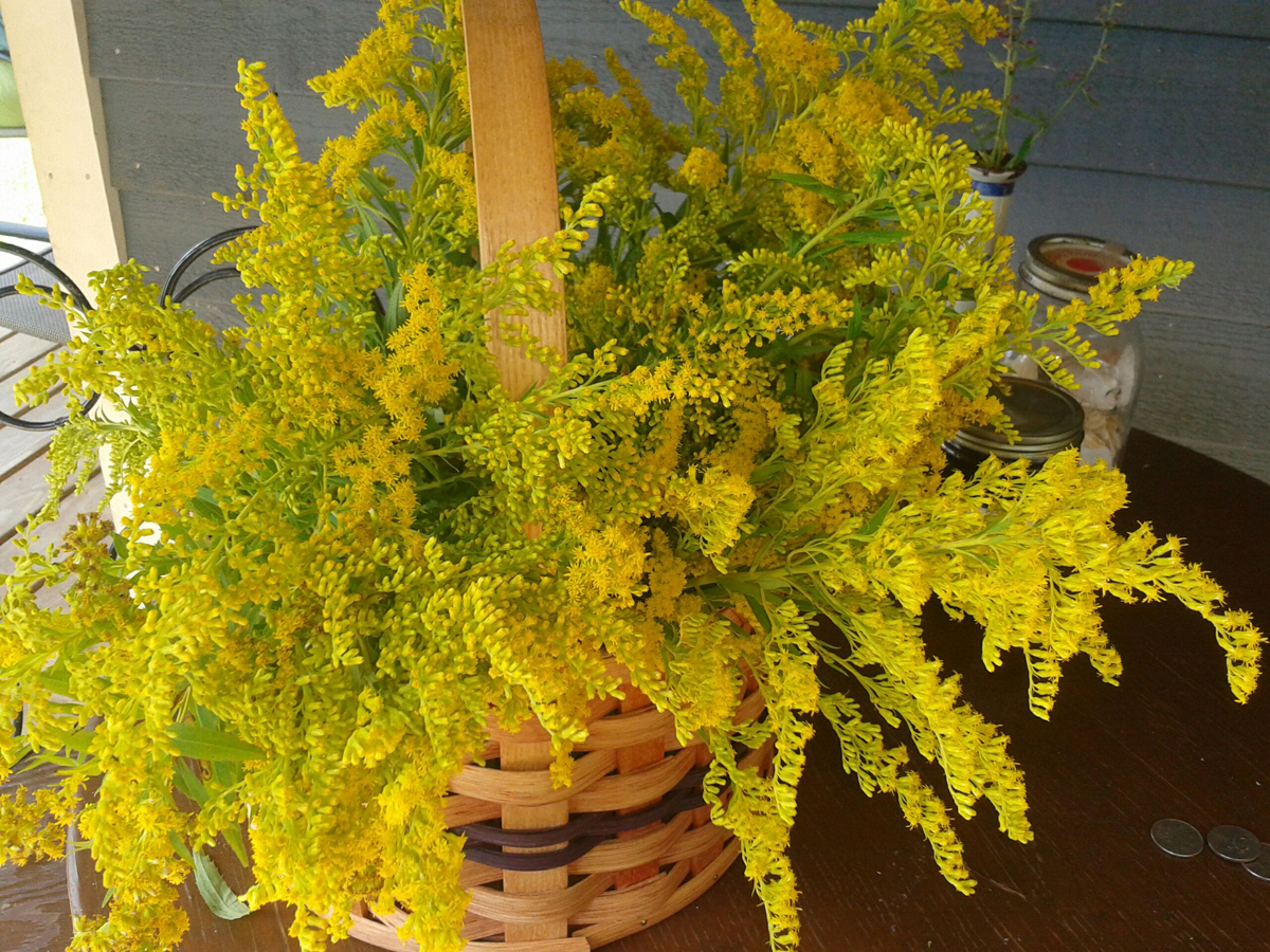 goldenrod in basket.jpg