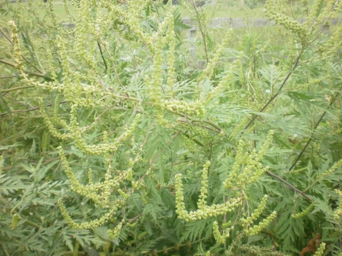  RAGWEED IN BLOOM