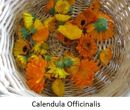 calenula high res(1).jpg