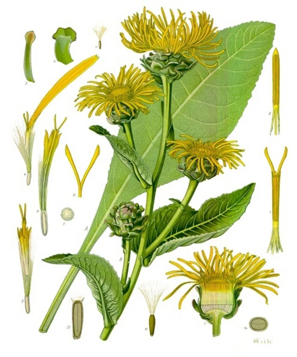 Inula_helenium_-_Köhler–s_Medizinal-Pflanzen-210.jpg