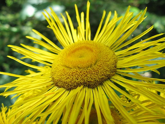 Inula_helenium_(Radu_Privantu)_002.jpg