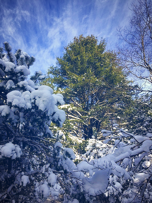 white pine.jpg