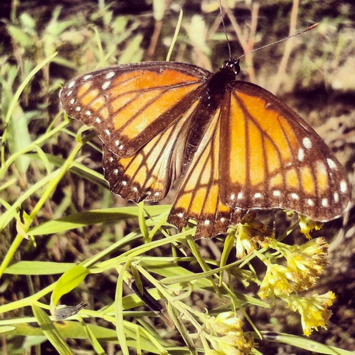 butterfly.jpg