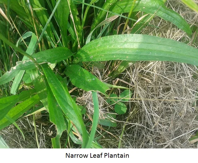 Plantain~A Humble Plant With Big Medicine — The Root Circle