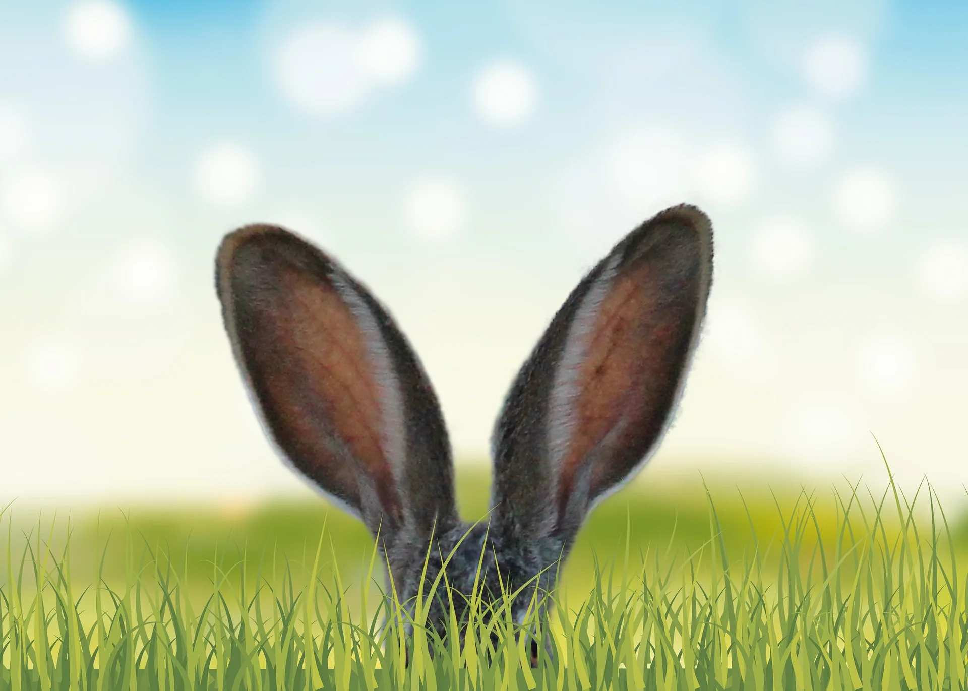 grass-3249879_1920.jpg