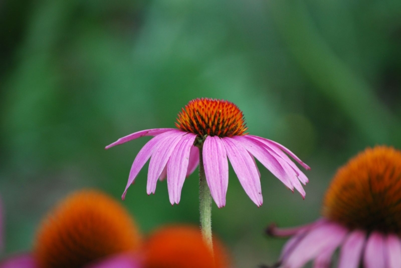 echinacea3.jpg
