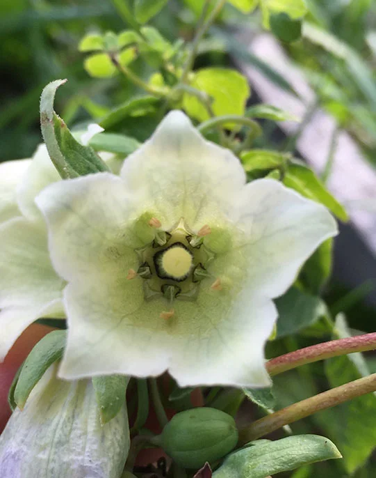 codonopsis.jpg
