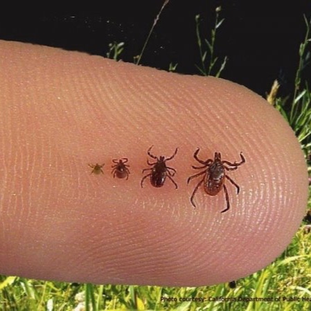 herbal+protocols+for+lyme.jpg