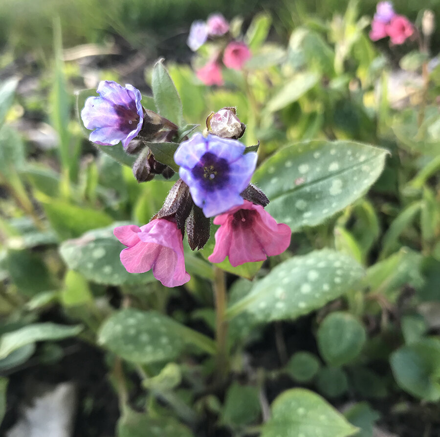 Lungwort : Pulmonaria officinalis — The Root Circle