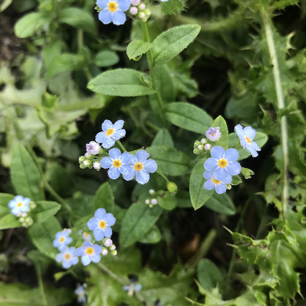 Forget Me Not Myosotis Scorpioides The Root Circle