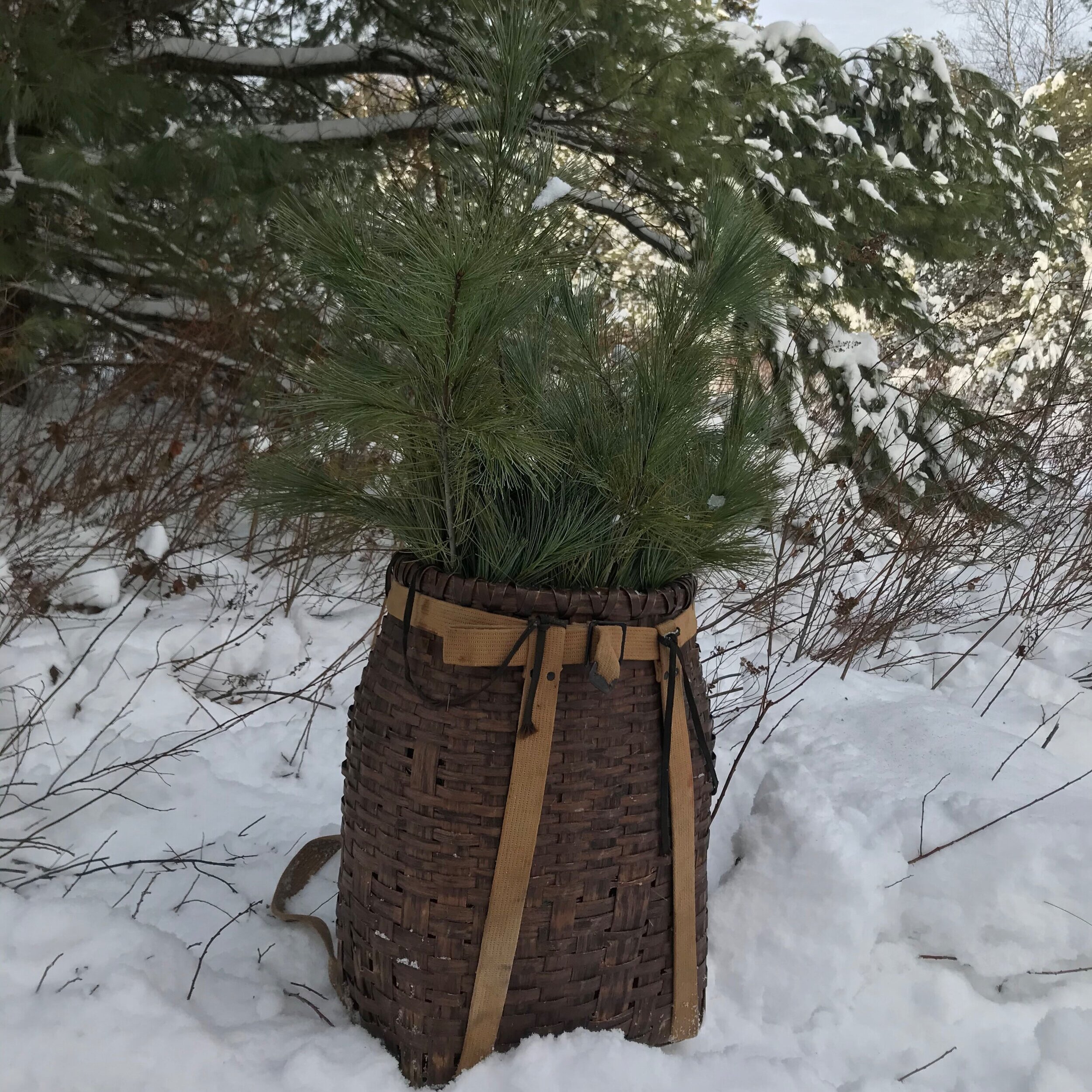 white.+pine+basket.jpg
