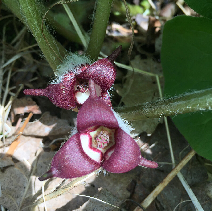 wild ginger: asarum canadense — the root circle