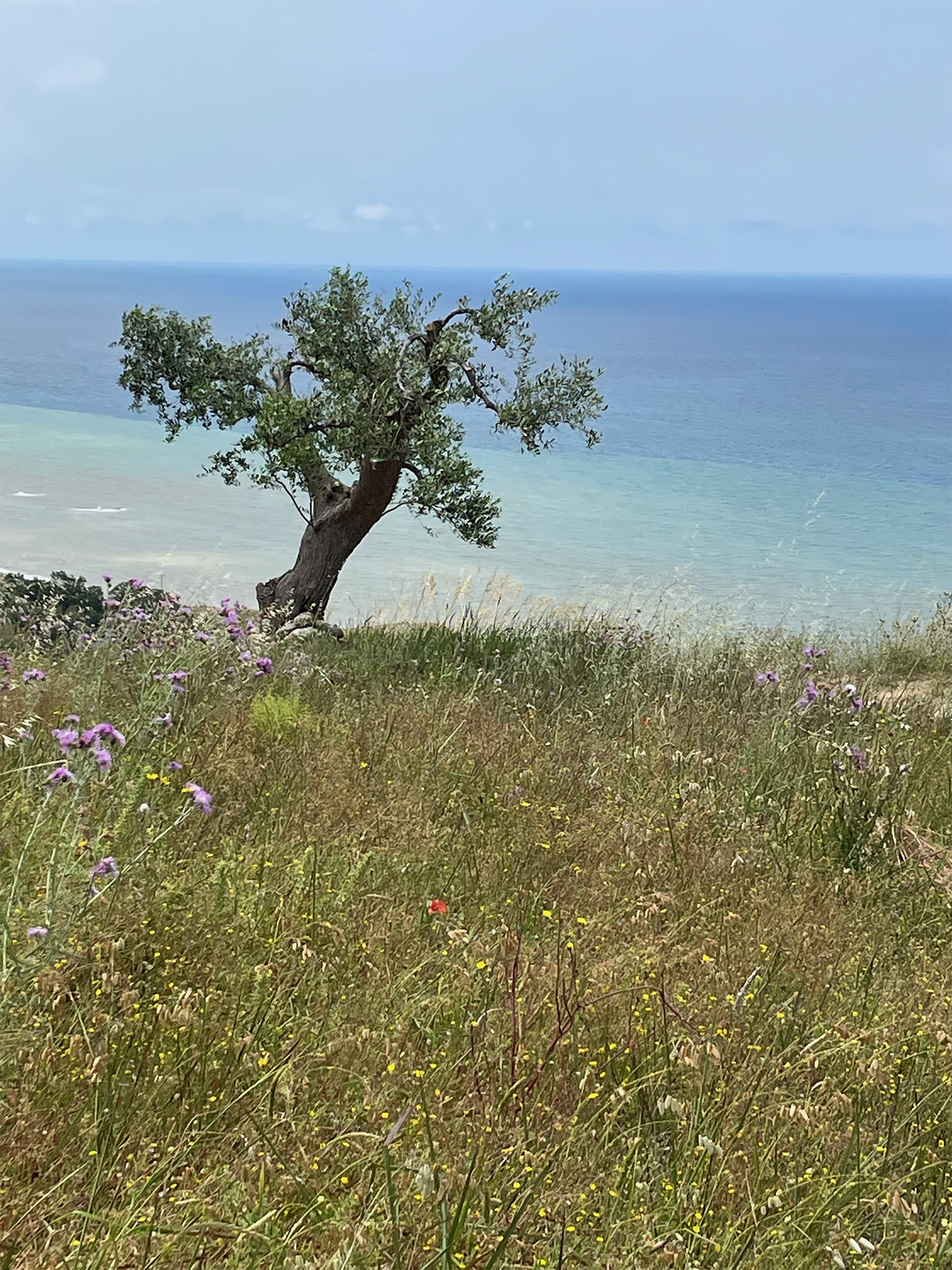 Olive tree calabria.png