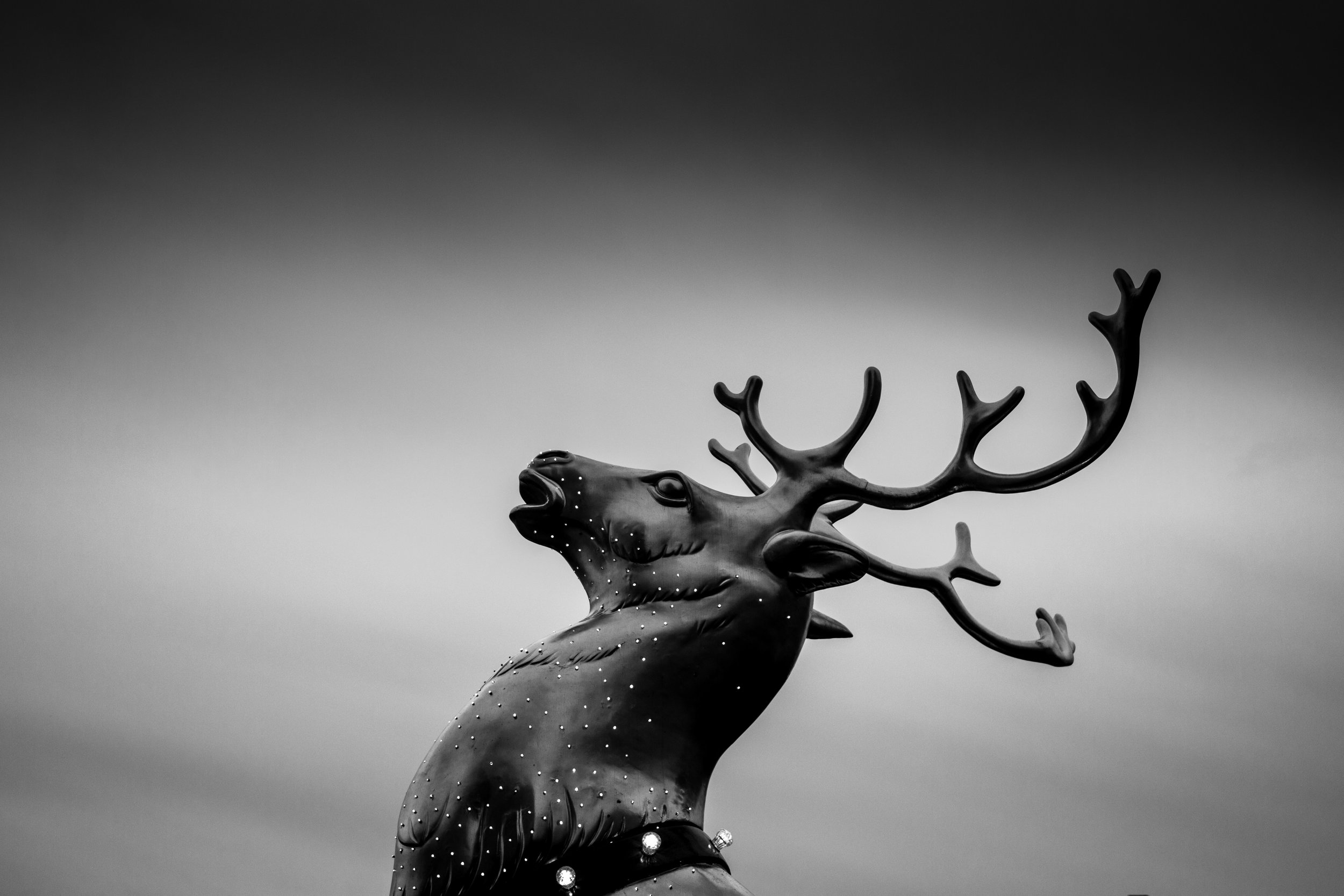 this is how to prove a reindeer belongs to you.