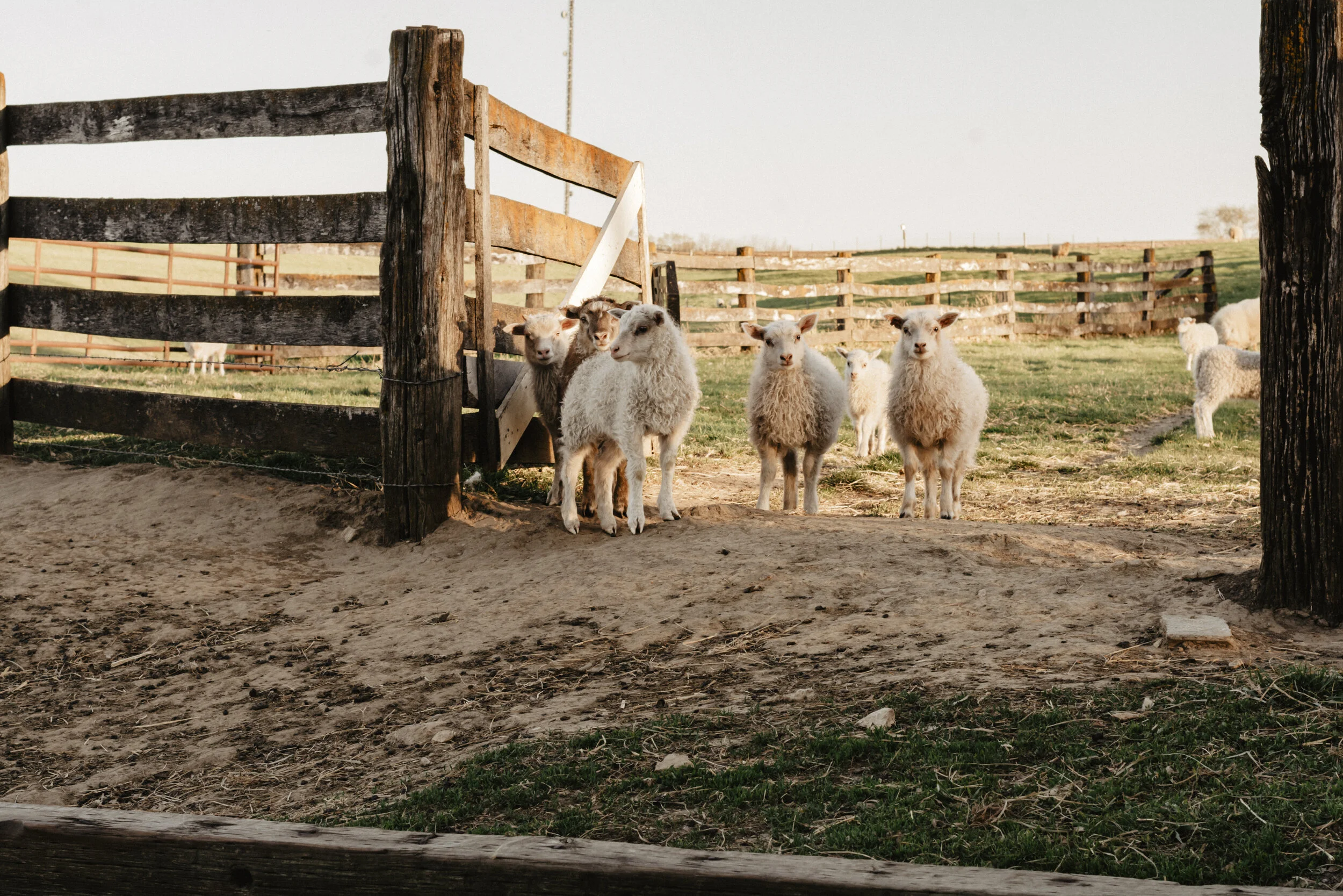 Sheep01.jpg