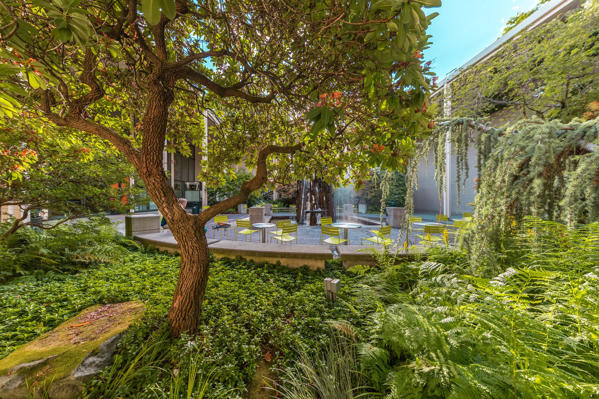 2018-06-24_11-24mm_-3-Cornish_trees.jpg