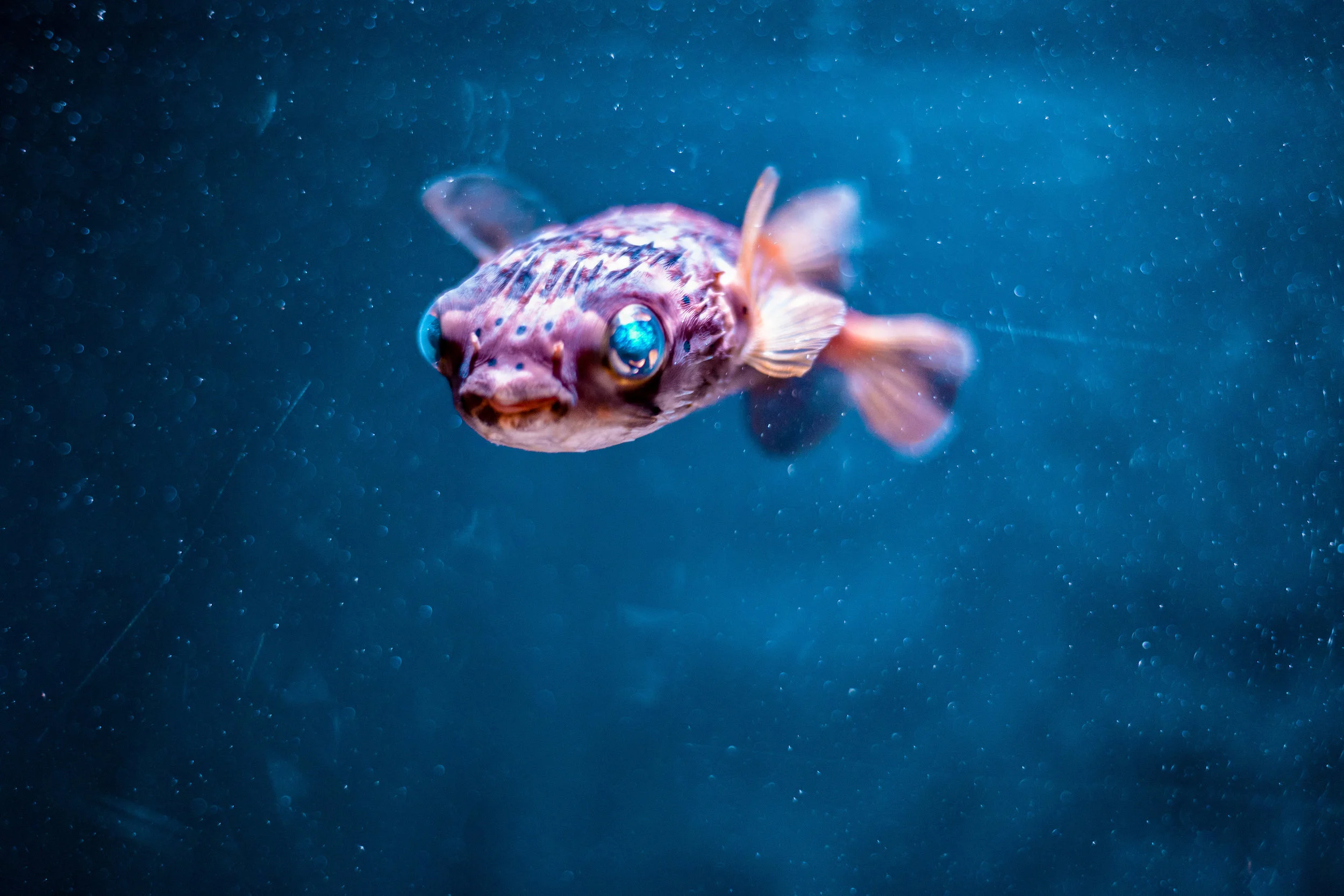 2019-03-10_Aquarium-Seattle_8680_pufferfish_4.jpg