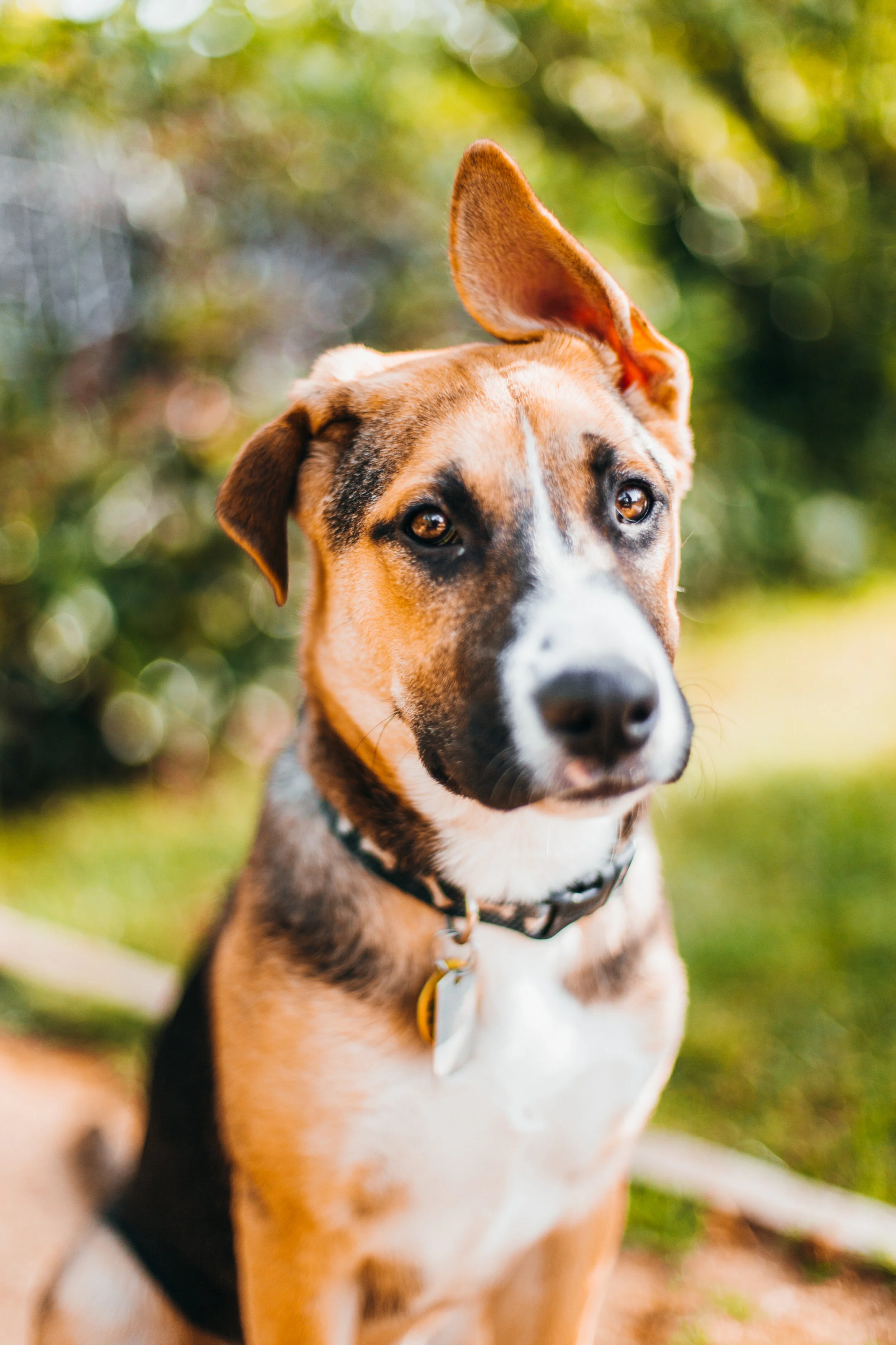 2019-09-15_MomPuppies_1849_Joey_5.jpg