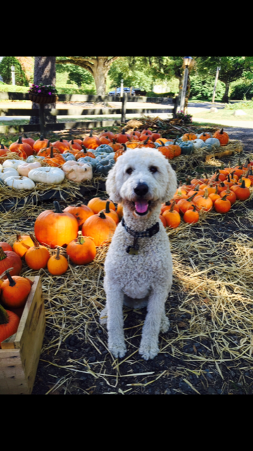Bark in the Park, Plymouth