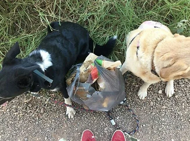 Two plastic bags worth of rubbish this afternoon.⠀
We are the future!⠀
Bring a bag when you go on a walk!⠀
#missionlitterpickup⠀
Reposted from @wizardfeet