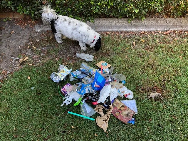 I know you must be fed up of seeing these litter pix!!! Guess what??? I ain&rsquo;t stopping! Simply coz there is so much to pick up. 
This was yesterday&rsquo;s collection. Honestly didn&rsquo;t think I picked up much till I actually tipped it out. 