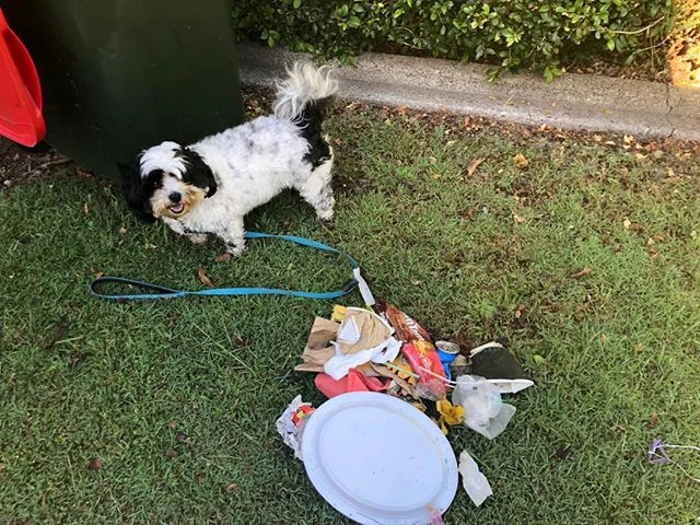 Only a small amount today!!! Yay!! I used to do this route every 2-3 days and always pick up heaps but not today.... something must be shifting... 😊 so good. #missionlitterpickup