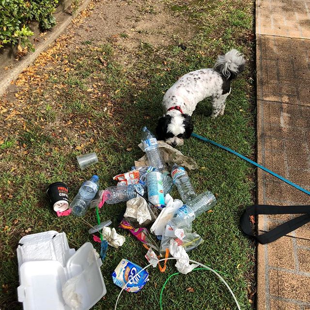 My Saturday morning collection... this 
was from a quick 15 Min walk around the block. &ldquo;But Australia is not that dirty compared to other countries&rdquo; -  A few people have said this to me. 
And I agree with that.  And I keep picking up litt