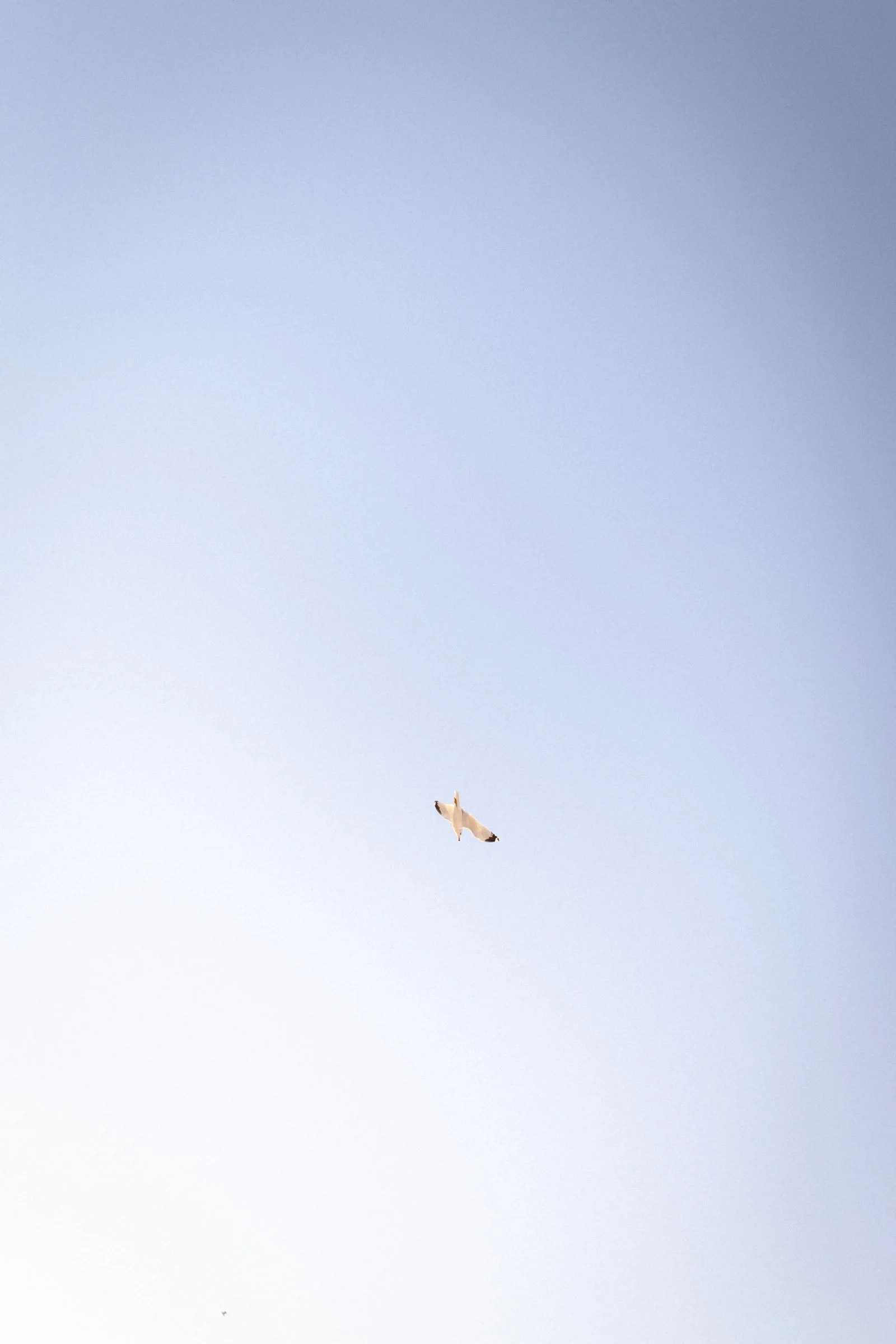  seagull flying through the blue sky. 