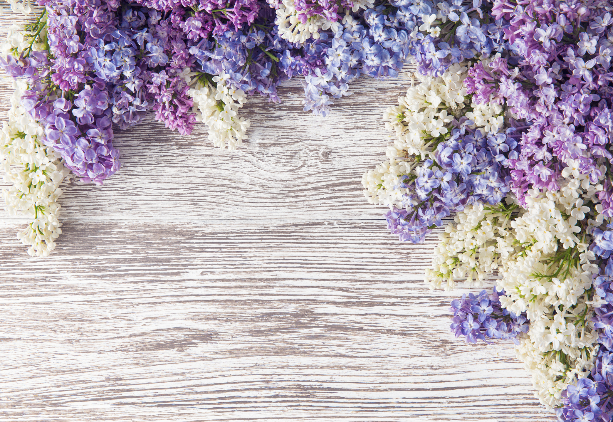 Lilac Wood 2.jpg
