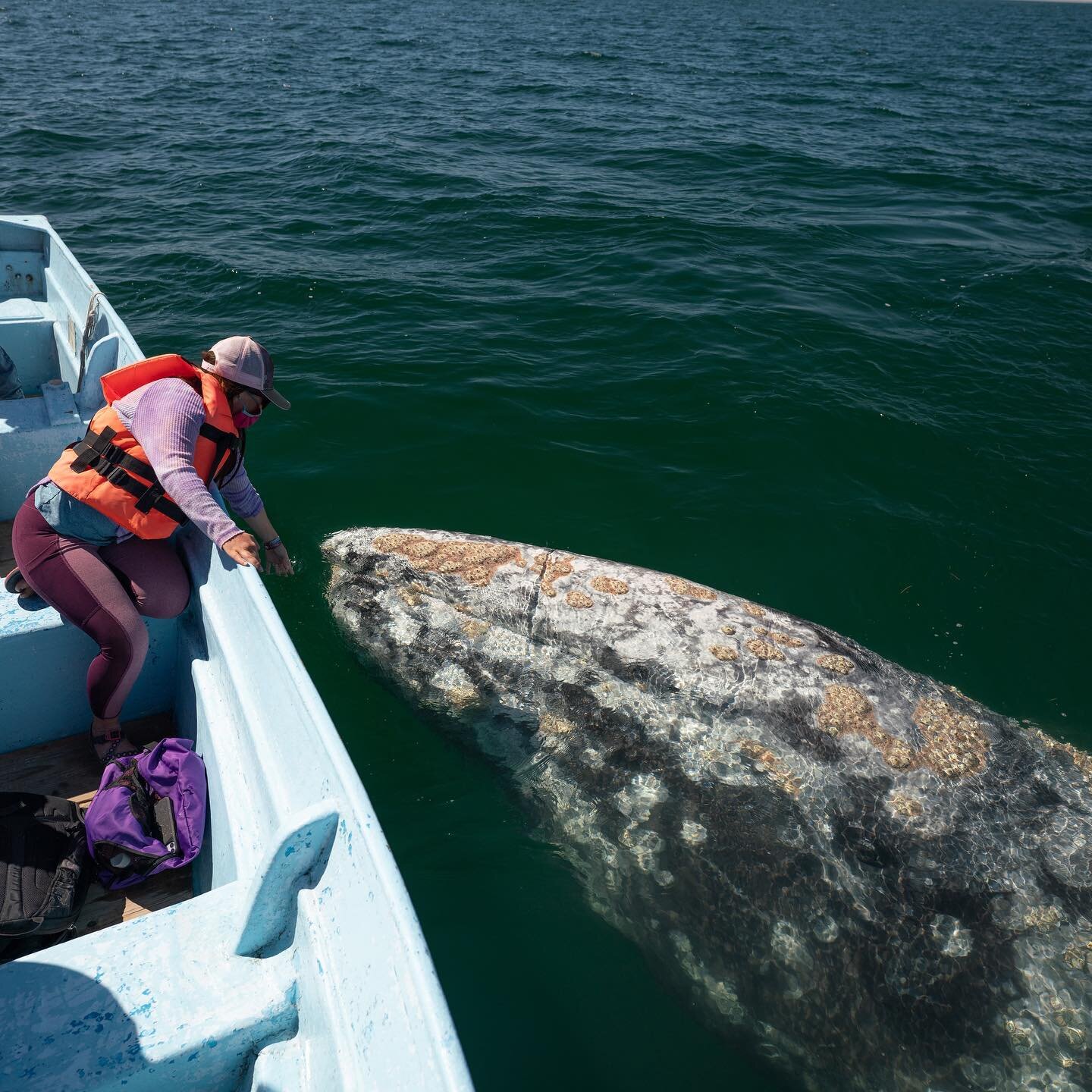 Watching grey whales in Baja is now one of my most favorite experiences. 🤩 This is my second time doing it here in Baja, and it is always such a treat. I just couldn&rsquo;t keep the smile off my face because they are just such marvelous creatures. 