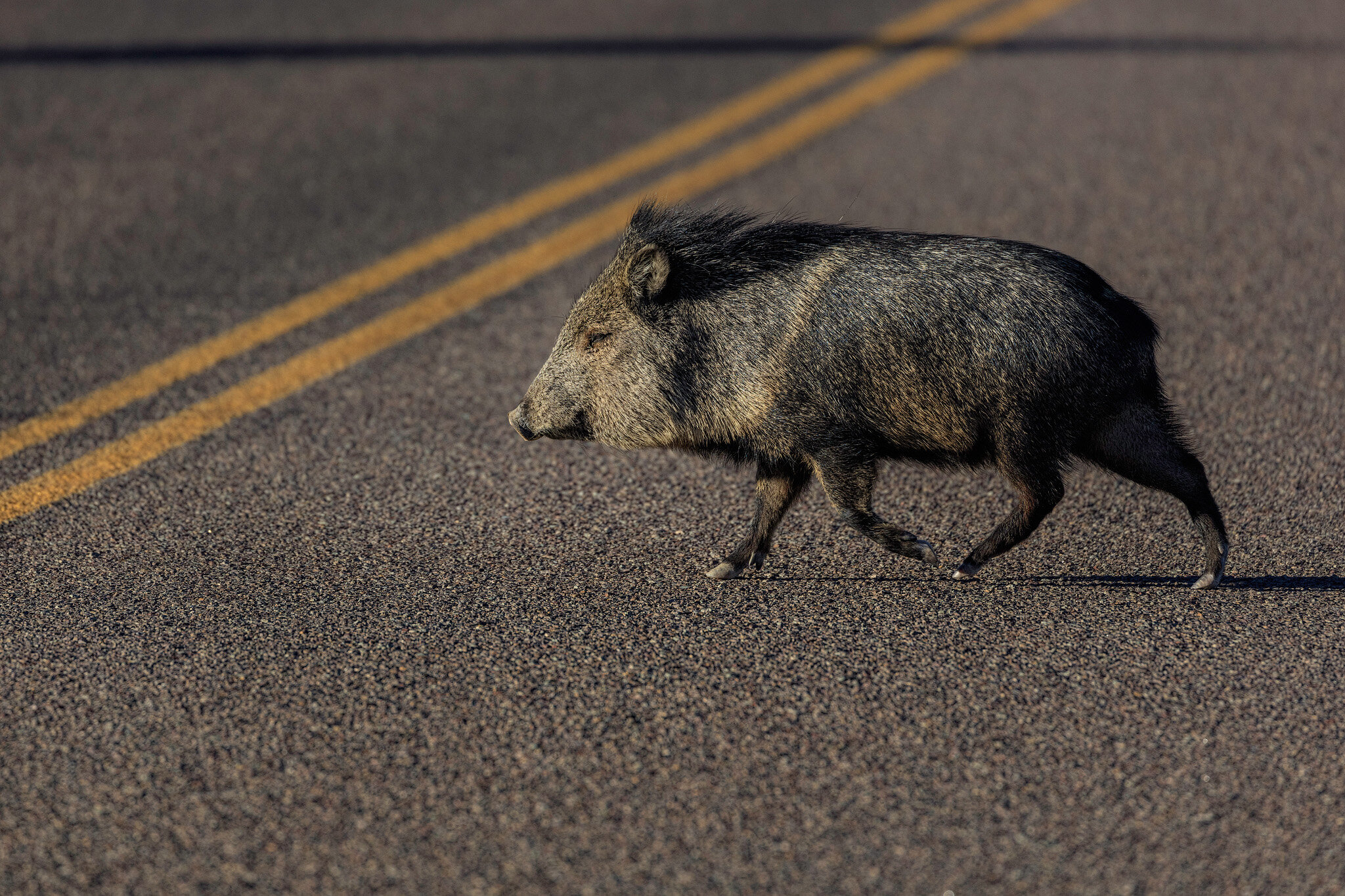 Road_Hog.jpg
