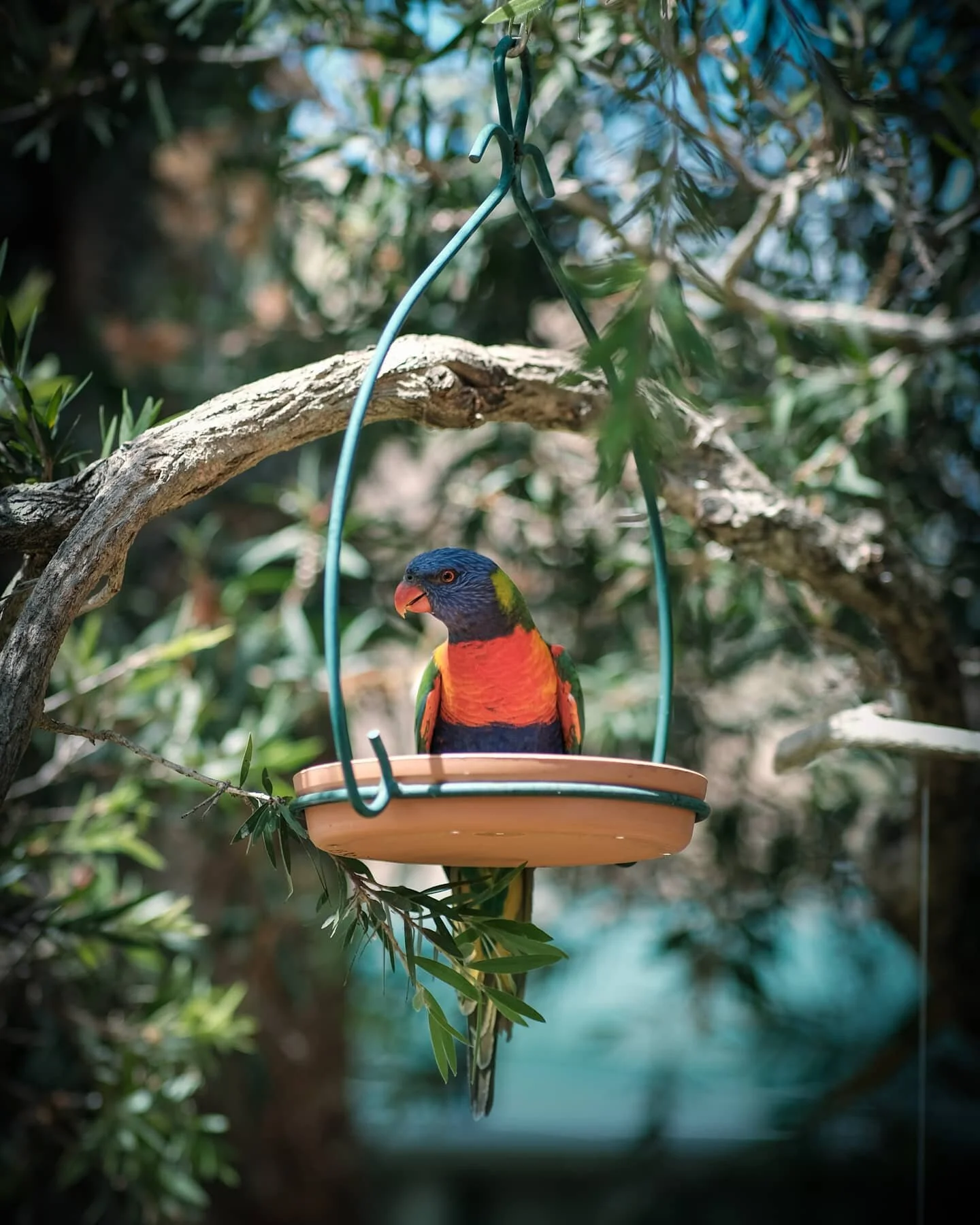 Having a bit of tucker
-
-
-
#lorikeet #australiana #nature #adventure #photography #fujifilm #fujifilmxt2 #viltrox85mm #lensculture